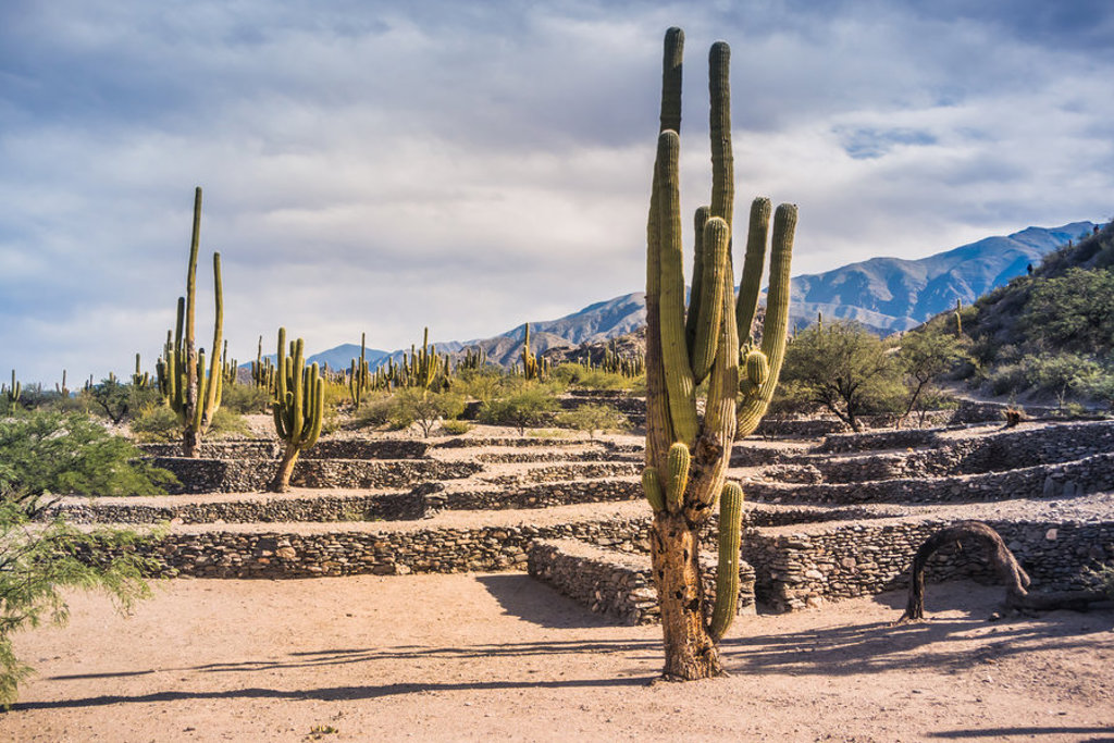 Cactussen in een droog landschap met bergen op de achtergrond tijdens een groepsrondreis door Argentinië.