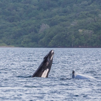 Bultrugwalvis springt uit zee tijdens whale watching cruise bij Victoria.