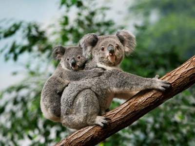 Koalamoeder met jong op een boomtak tijdens Route Australië.