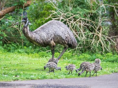 Kangoeroes in de Australische outback, passend bij de route van Sydney naar Darwin.