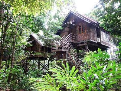 Permai rainforest