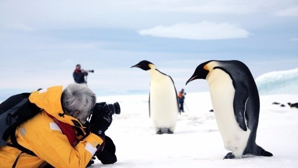 Adéliepinguïns op Snow Hill eiland in Antarctica.