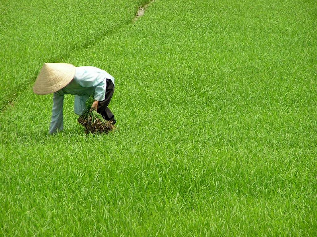 Boer met traditionele hoed werkt in een groene rijstveld in Vietnam tijdens de familiereis Vietnam Hoogtepunten.
