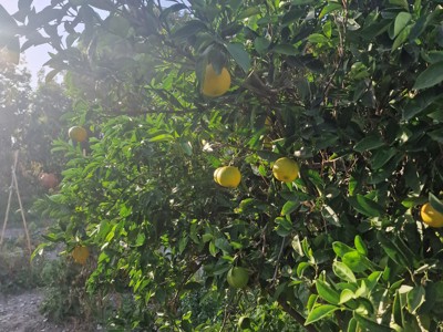 Citrusboom met rijpe sinaasappels langs de wandelroute op Cyprus.