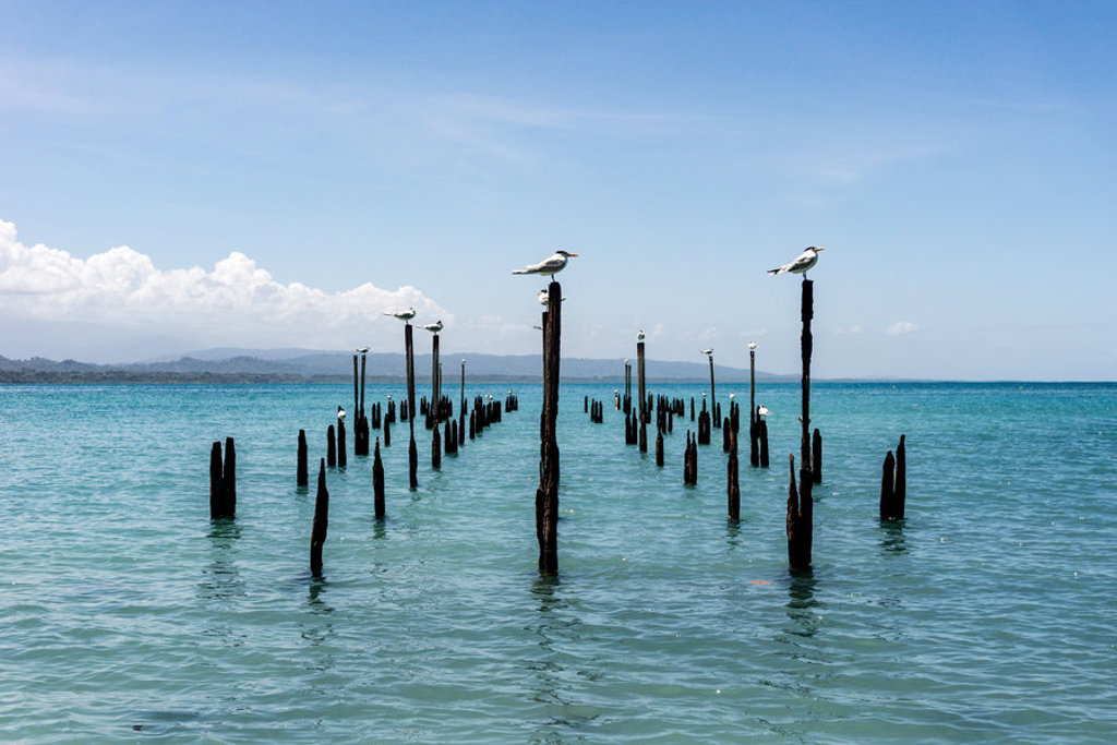 Vogels op houten palen in zee bij de kust van Costa Rica tijdens een 22-35ers reis.