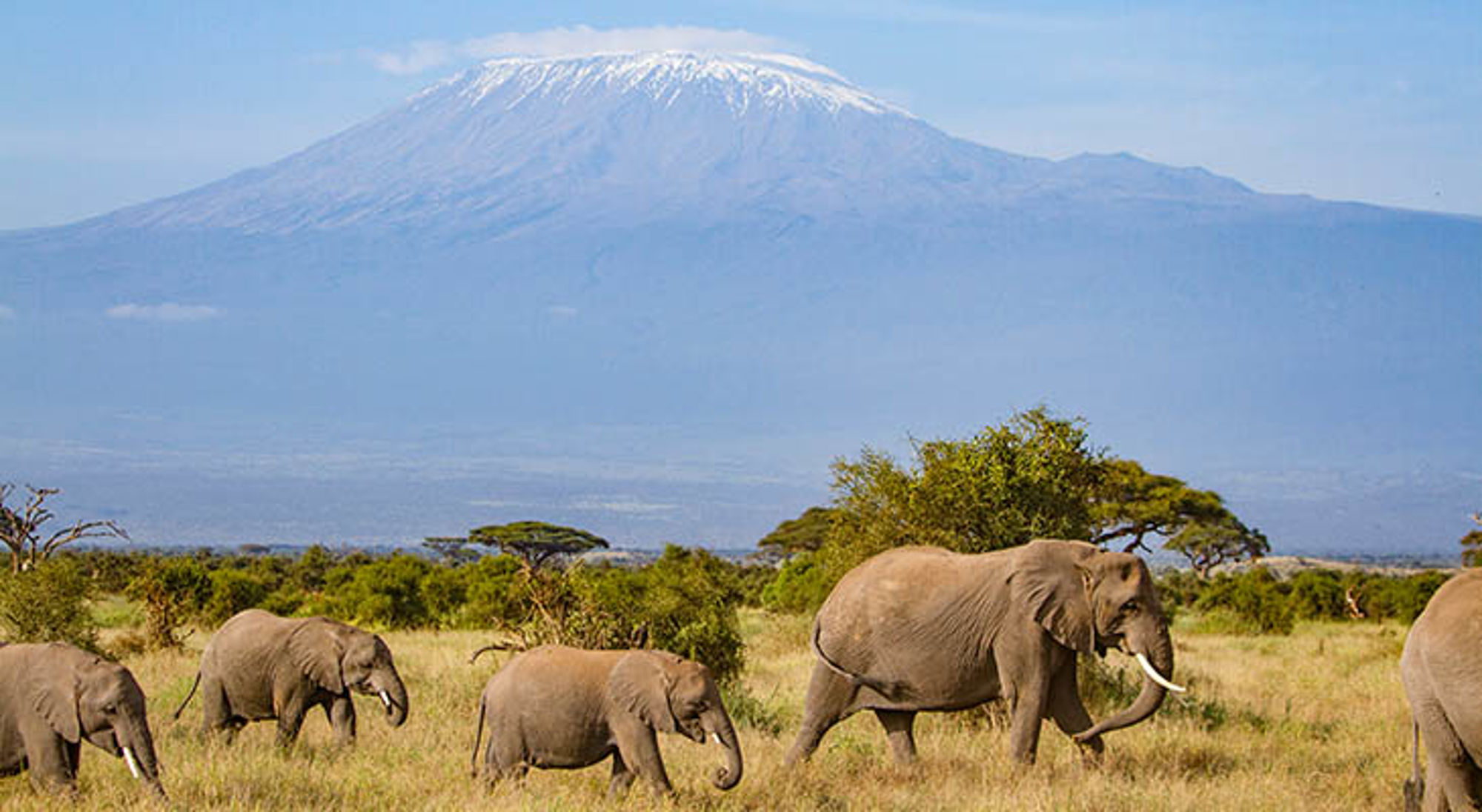 Amboseli Nationaal Park in Kenia Olifanten in de savanne met de besneeuwde top van de Kilimanjaro op de achtergrond.