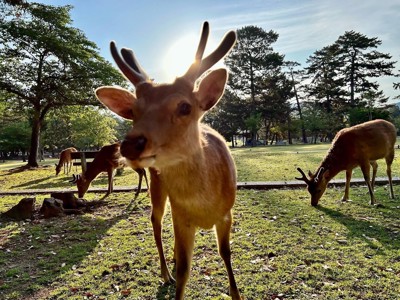 Hert in Nara Park, Japan, met zonlicht op de achtergrond.