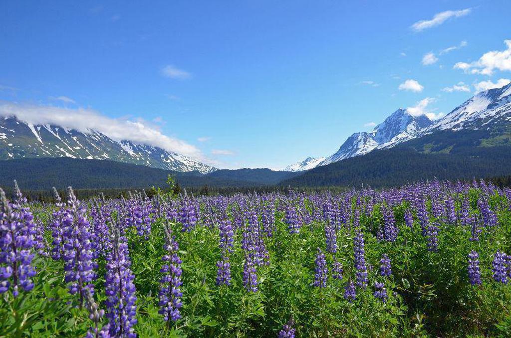 Kampeerplek met tent in de wildernis van Alaska tijdens groepsrondreis All Wildernis en Goudzoekers.