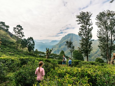 Wandelaars in de theeplantages bij Ella met uitzicht op groene bergen, Route Sri Lanka.