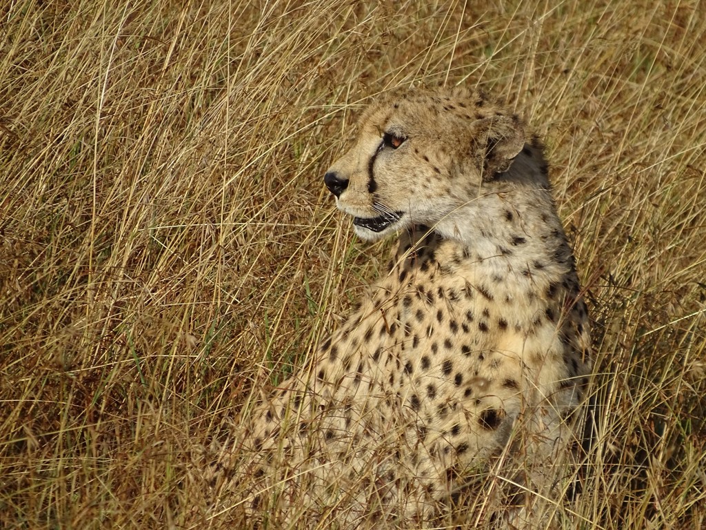 Jachtluipaard in hoog gras tijdens safari in Tanzania.