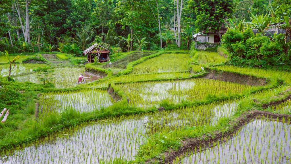 Groene rijstterrassen op Bali met een boer in het veld en tropisch bos op de achtergrond.