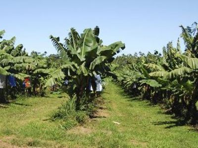 Groene bananenplantage op de Kaapverdische eilanden, langs de route op dag 1.