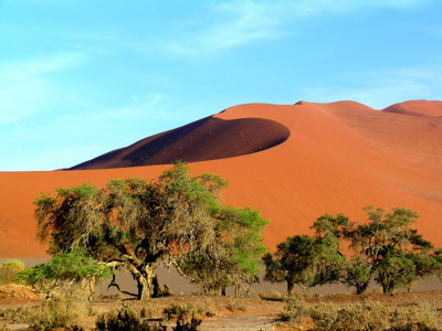 Rode zandduinen met acaciabomen in de Namibwoestijn, route Namibië.