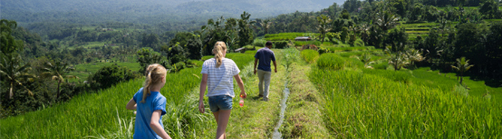 Wandelaars op pad door groene rijstvelden met bergen op de achtergrond in Indonesië.