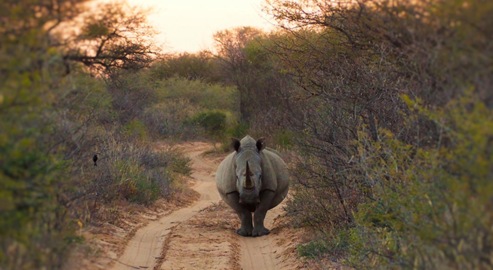 neushoorn in het wild Neushoorn loopt over een zandpad door de bush bij zonsondergang.