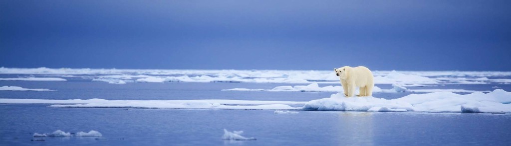 IJsbeer op een ijsschots tussen drijvend pakijs bij Spitsbergen tijdens de groepsrondreis Vier Arctische eilanden.