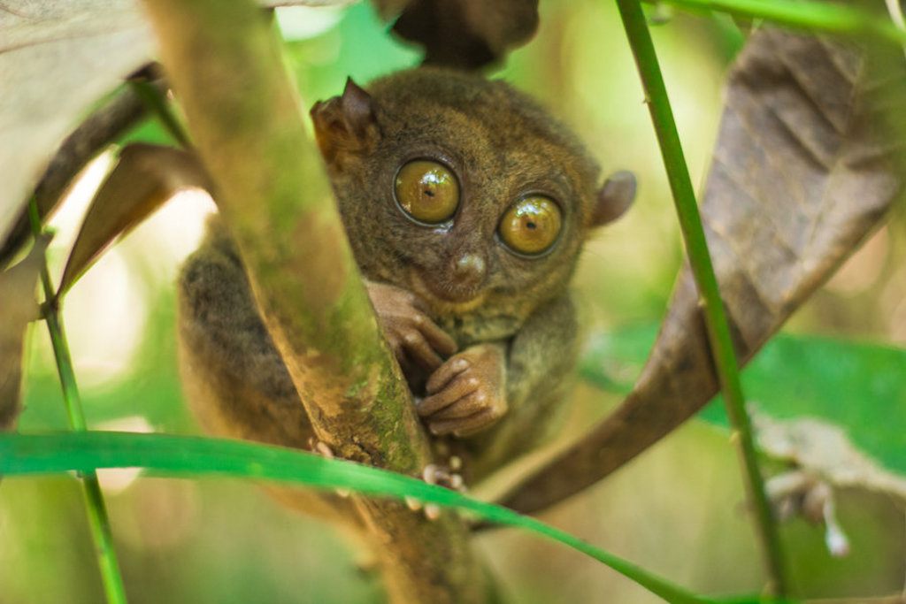 Tarsier in het regenwoud van de Filipijnen tijdens een groepsrondreis.