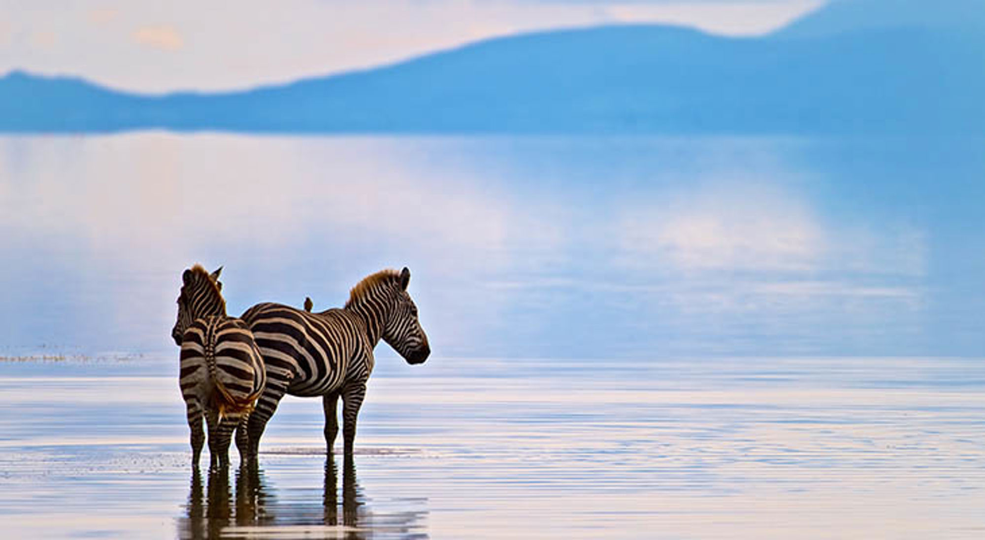 Twee zebra’s in ondiep water met bergen op de achtergrond in Tanzania.