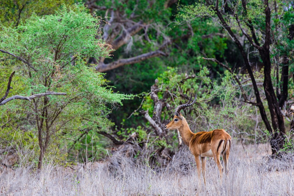 Impala-antilope in de bush tijdens groepsrondreis Zuid-Afrika, eSwatini en Lesotho.