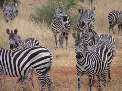 Zebrakudde op de savanne tijdens de route Kenia, Tanzania en Zanzibar (18 dagen).
