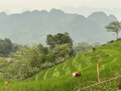 Groene rijstterrassen in Noord-Vietnam met berglandschap op de achtergrond.