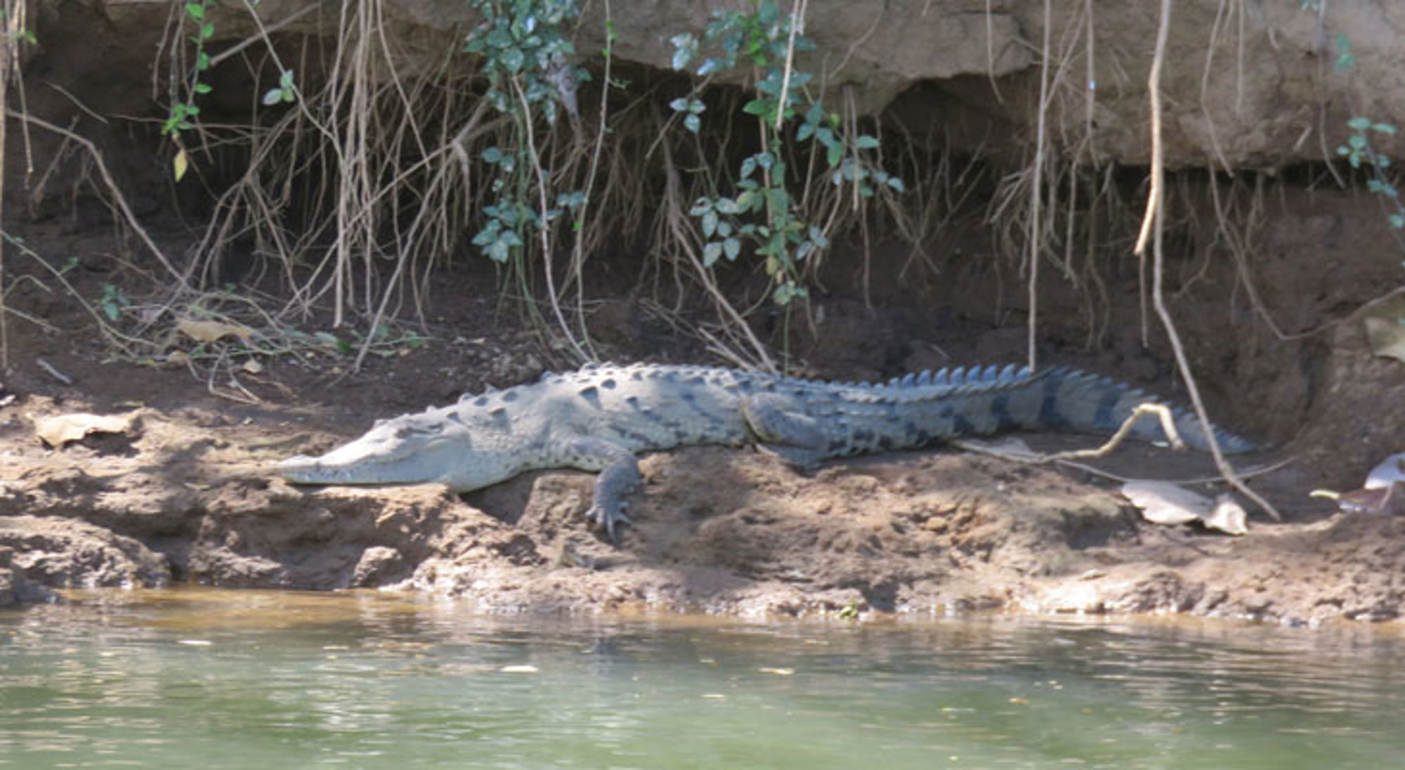 Tarcoles rivier Krokodil ligt te zonnen op de oever van een rivier.