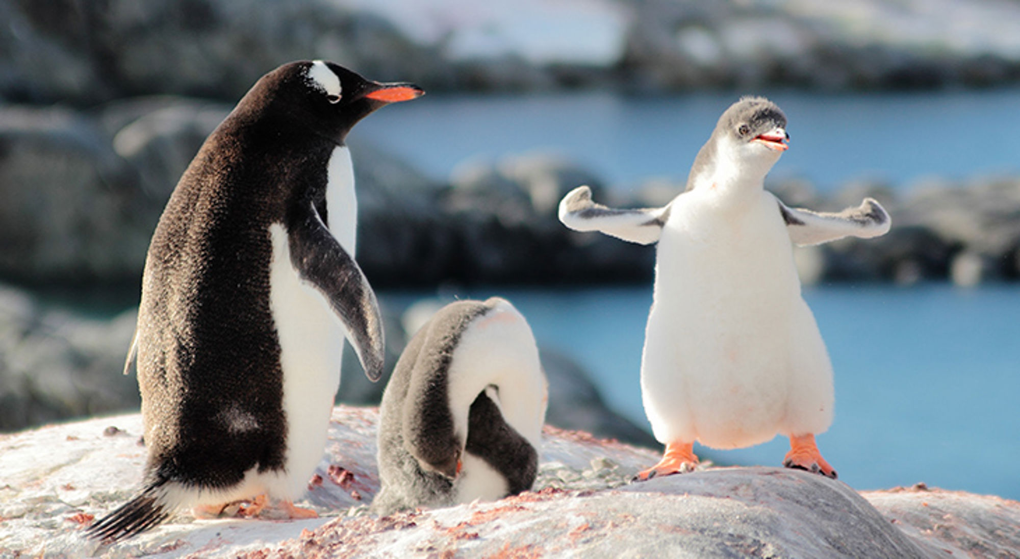 keizerpinguin-antarctica Ezelspinguïns en kuiken op rotsen aan zee.