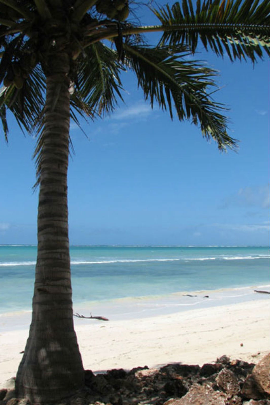 Palmbomen aan een wit zandstrand met turquoise zee aan de kust van Kenia tijdens Familiereis Kenia Comfort.