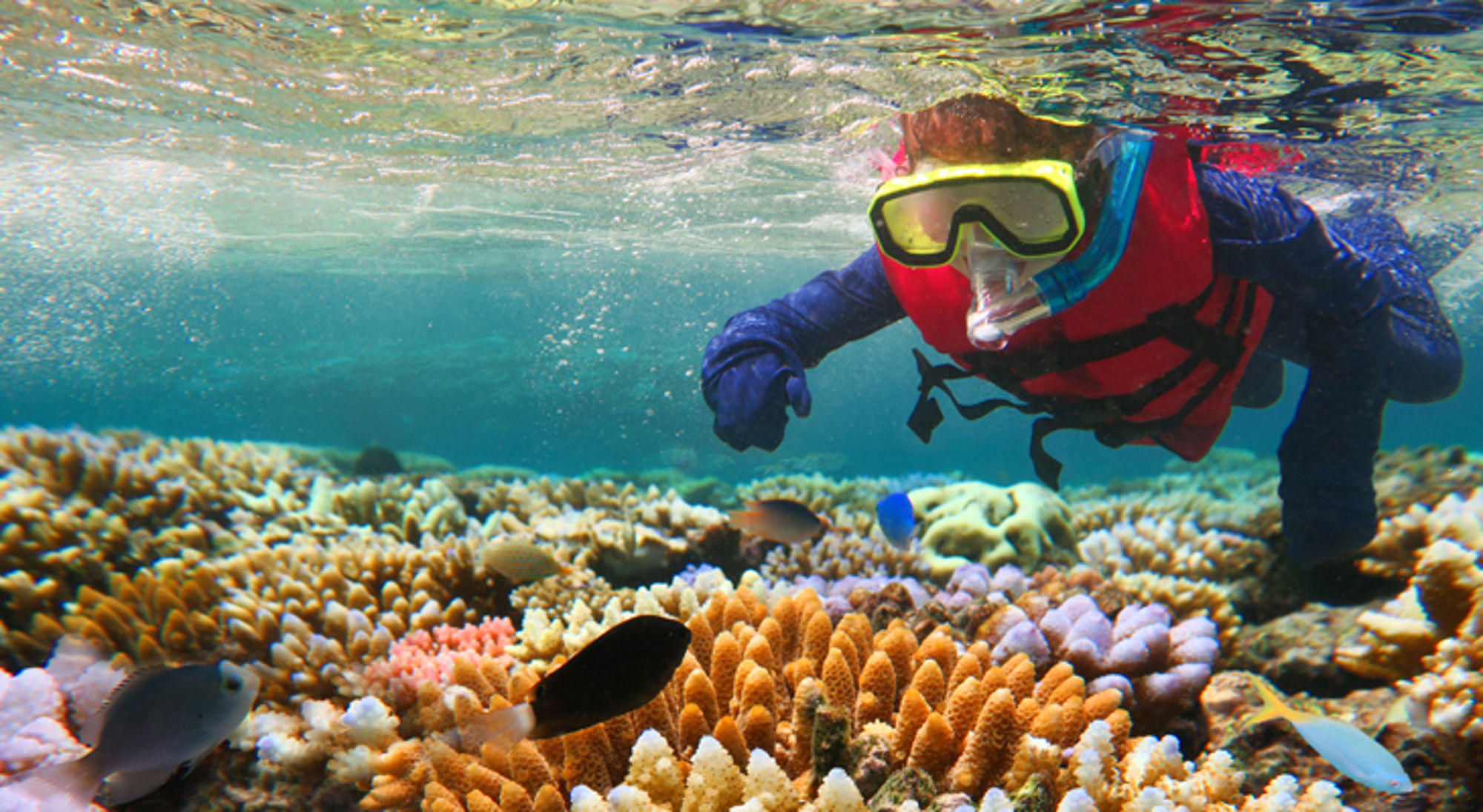 Snorkelaar met duikbril en zwemvest boven een kleurrijk koraalrif met tropische vissen.