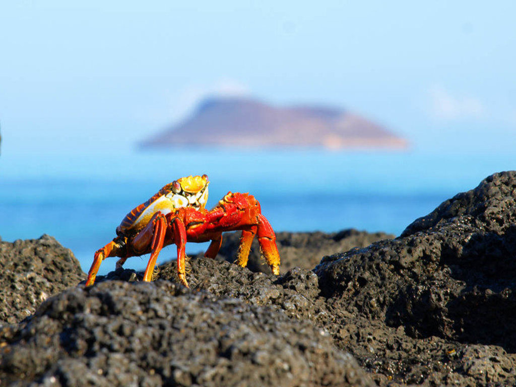 Rode Sally Lightfoot-krab op lavastenen aan de kust van de Galapagoseilanden.