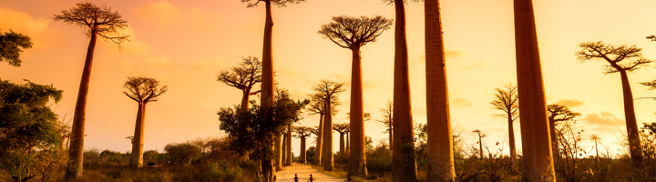 Baobabbomen langs de Avenue des Baobabs in Madagascar bij zonsondergang.