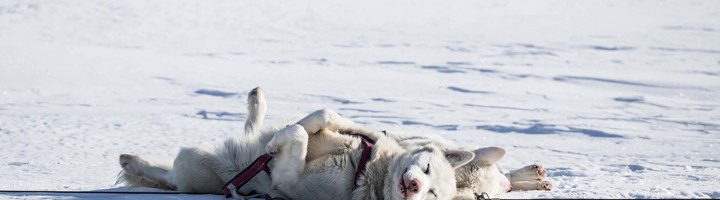 Sledehonden rusten in de sneeuw op Spitsbergen tijdens een groepsrondreis.