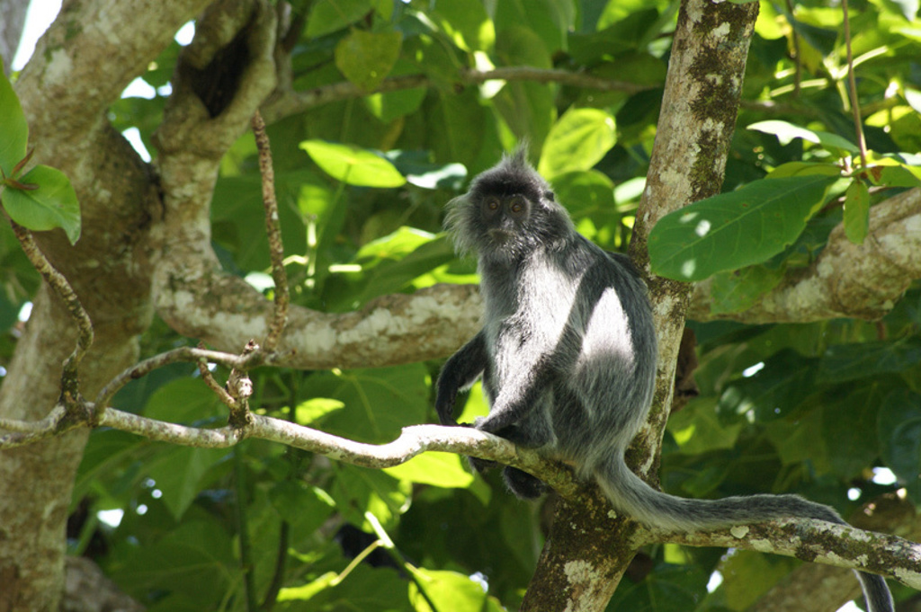 Zilverkleurige langoer aap in een boom in het regenwoud van Maleisisch Borneo.