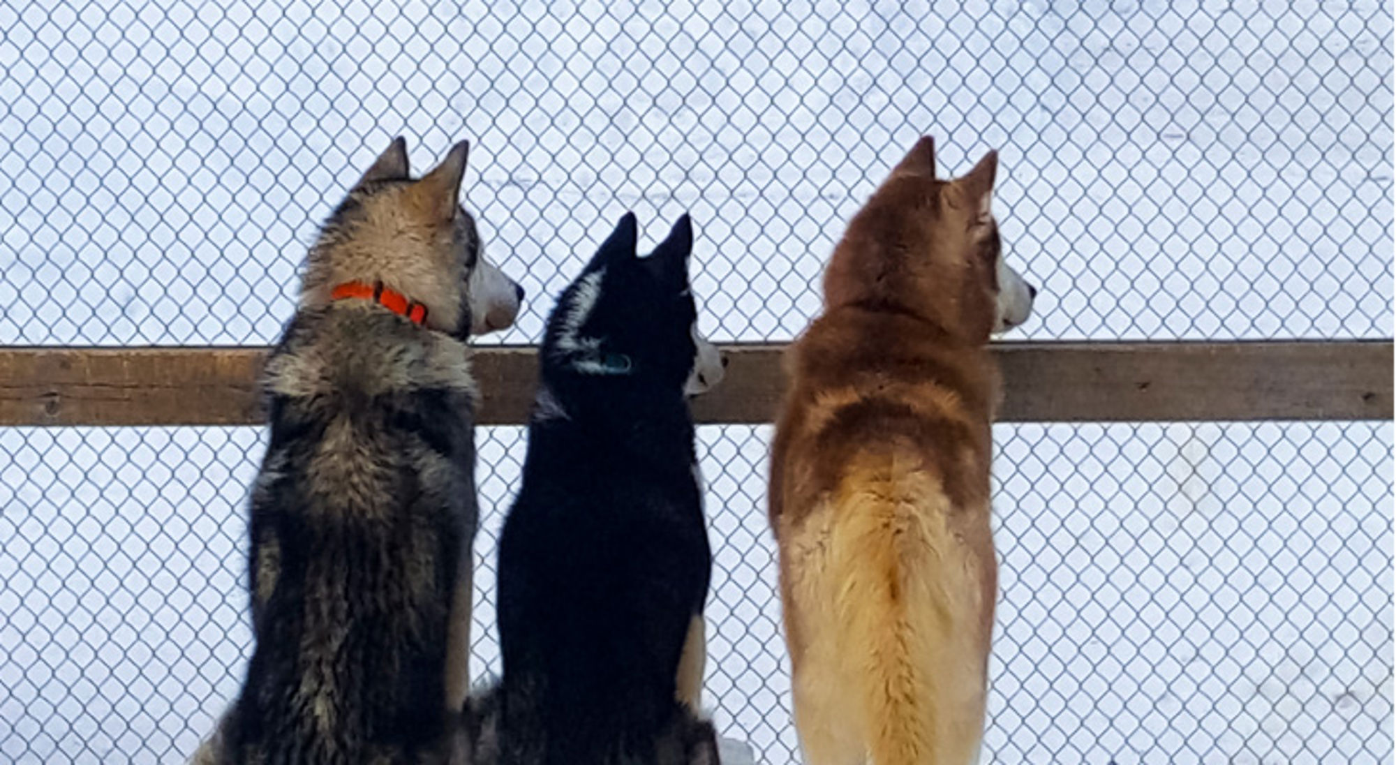 huskytocht Rudland Drie husky’s kijken over een hekwerk naar buiten.