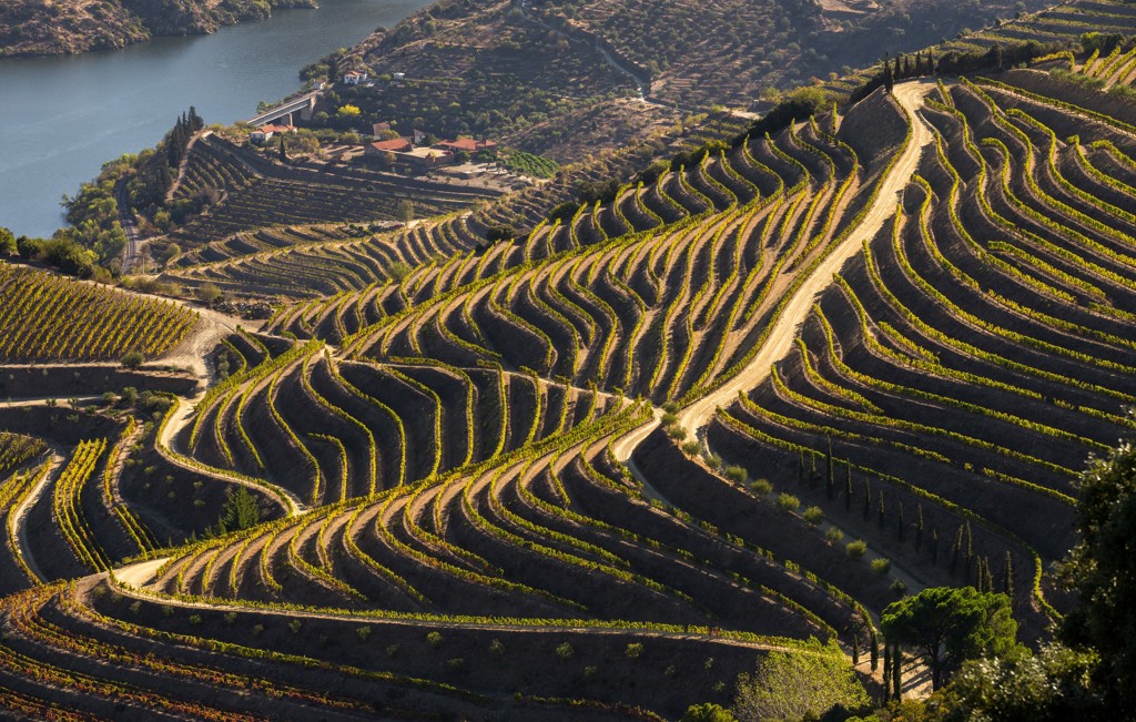 Terrasvormige wijngaarden langs de Douro-rivier in Portugal, met wandelpad door het heuvelachtige landschap.