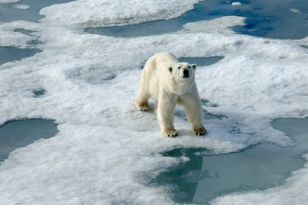 IJsbeer op drijvend zee-ijs in Spitsbergen.