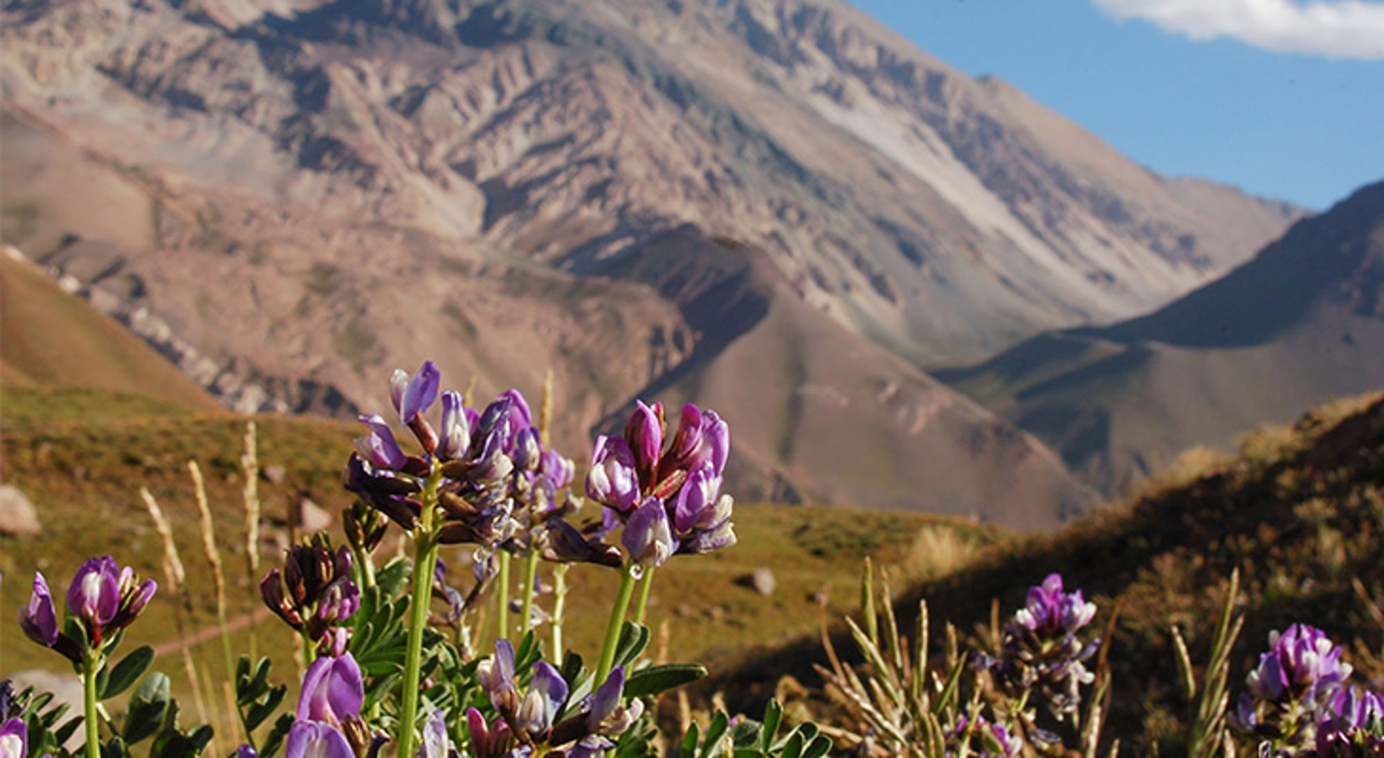 Bloemen Aconcagua Paarse wilde bloemen in de Andes met berglandschap op de achtergrond, Argentinië.