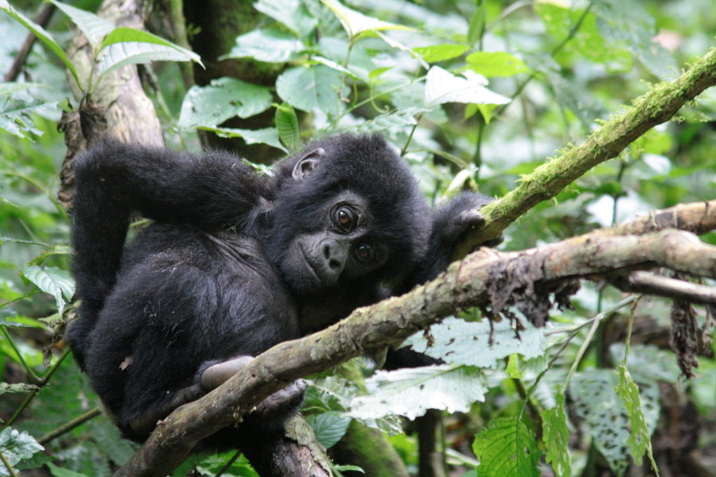 Jonge berggorilla rustend op een boomtak in het regenwoud van Uganda en Rwanda.