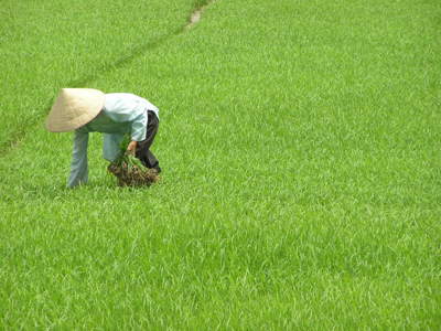 Rijstboer plant rijst in een groene rijstveld tijdens de Route Vietnam.