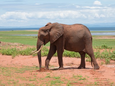 Olifant wandelt over de oever van Lake Kariba in Zimbabwe.