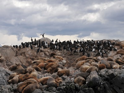 Zeeleeuwen rusten op rotsen terwijl aalscholvers bovenop de rotskam zitten, langs de Route Patagonië.