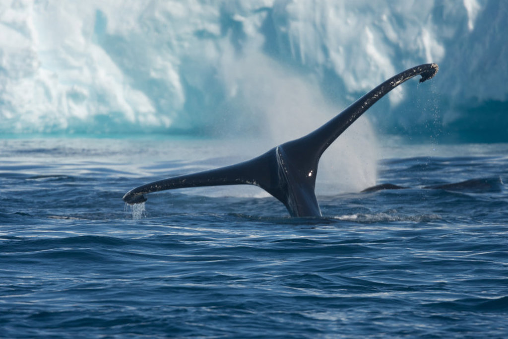 Staartvin van een walvis bij een gletsjer in Spitsbergen tijdens de groepsrondreis Vier Arctische eilanden.