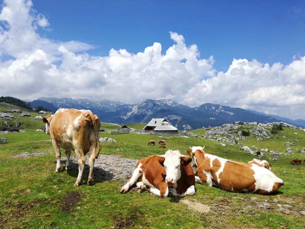 Koeien op een groene alpenweide met berghutten en bergen in Slovenië.