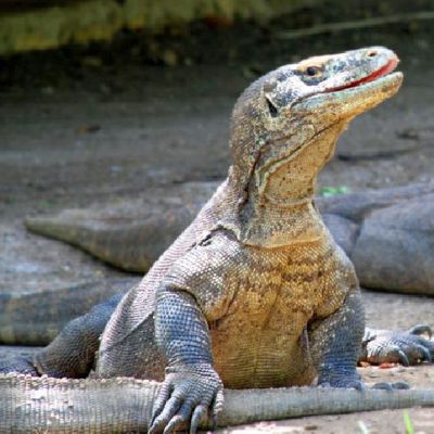 Komodovaraan op de Komodo-eilanden tijdens groepsrondreis Kleine Sunda eilanden.