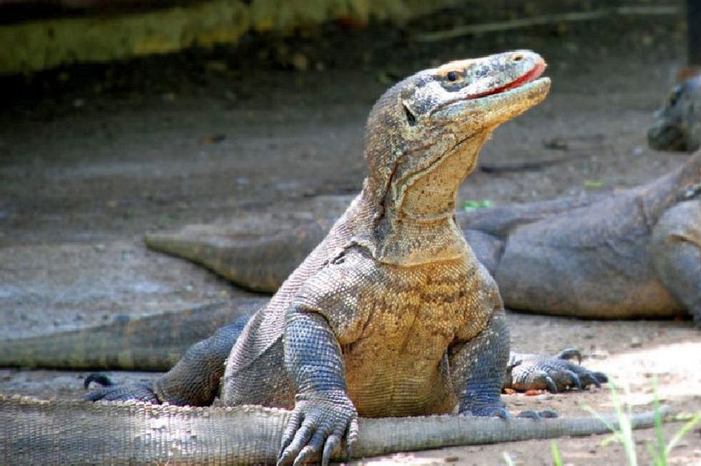 Komodovaraan op de Komodo-eilanden tijdens groepsrondreis Kleine Sunda eilanden.