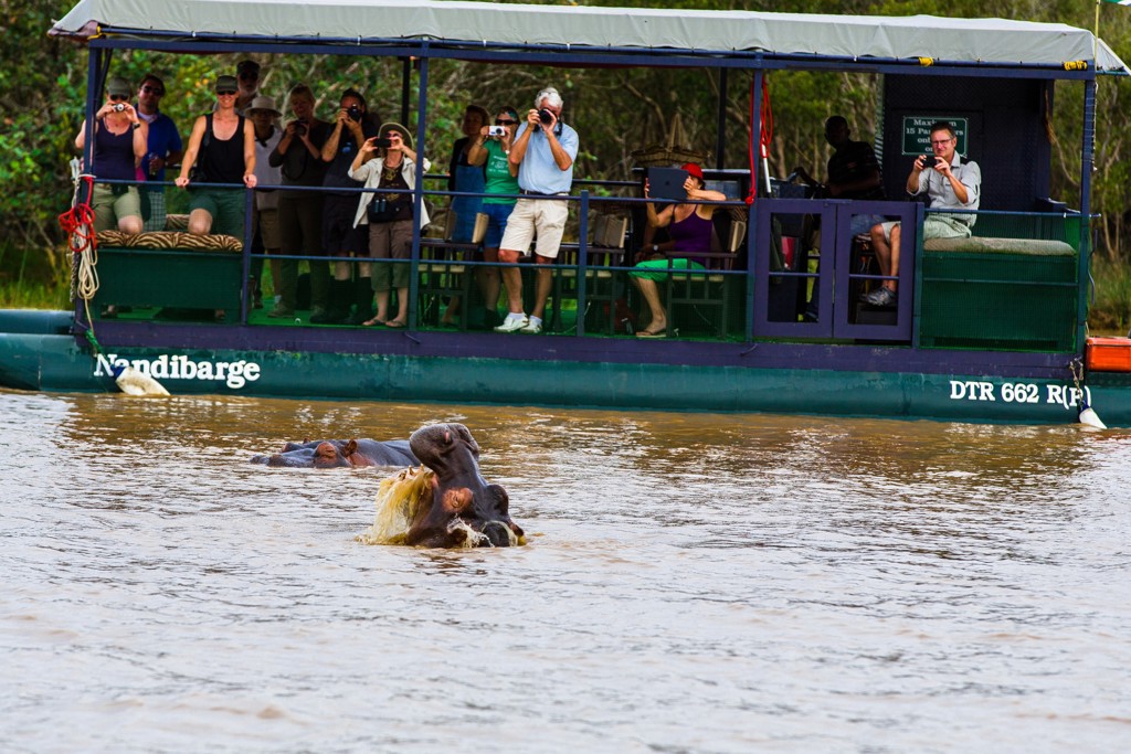 Nijlpaard in het water bij safariboot met reizigers tijdens groepsrondreis Zuid-Afrika, eSwatini en Lesotho.