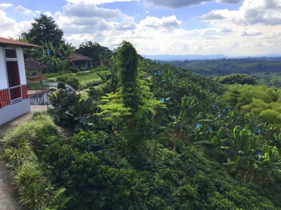 Uitzicht over groene koffieplantages en heuvels in Colombia tijdens de Route Colombia.