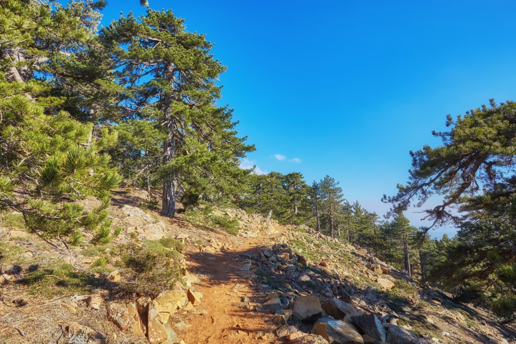 Wandelpad door dennenbos in het Troodosgebergte op Cyprus onder een heldere blauwe lucht.