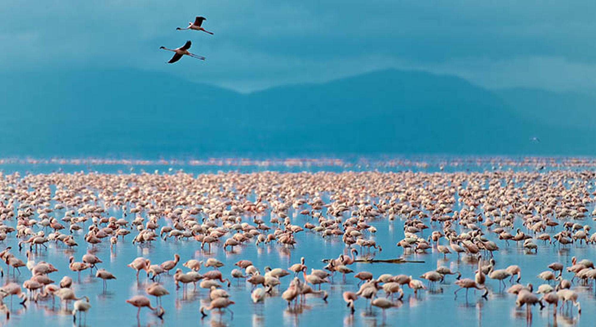 Grote groep flamingo’s in een ondiep meer in Tanzania, met bergen op de achtergrond.