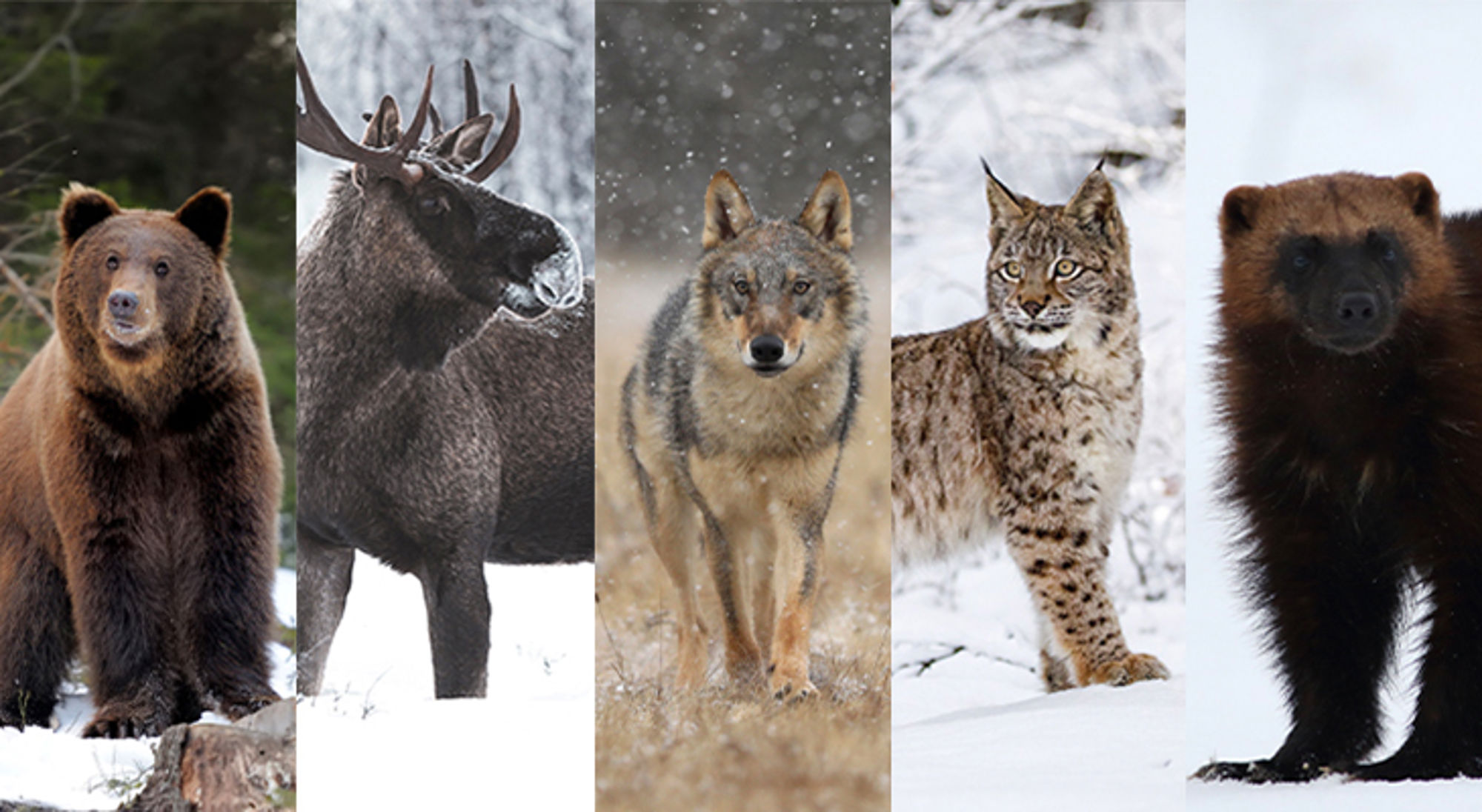 Vijf wilde dieren in de sneeuw: bruine beer, eland, wolf, lynx en veelvraat.